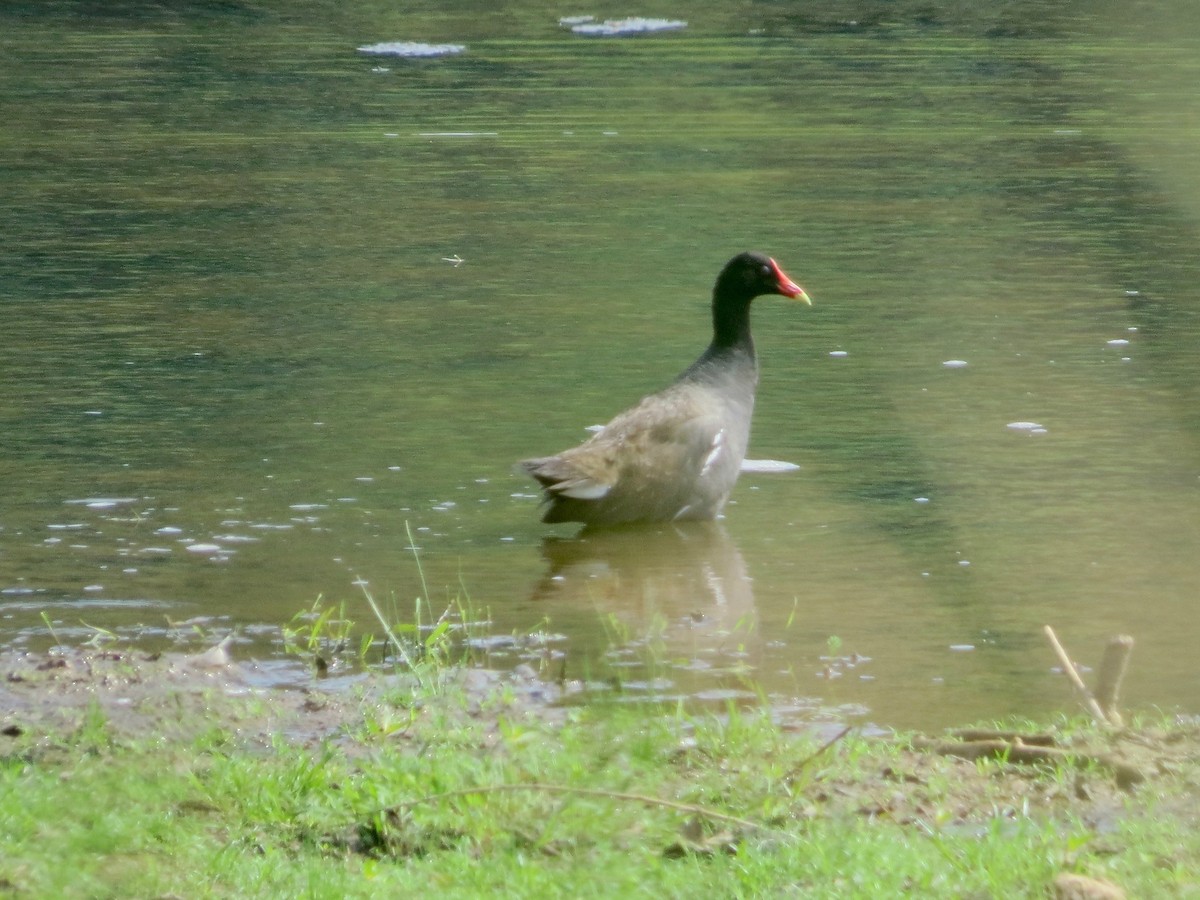 Common Gallinule - ML639335890