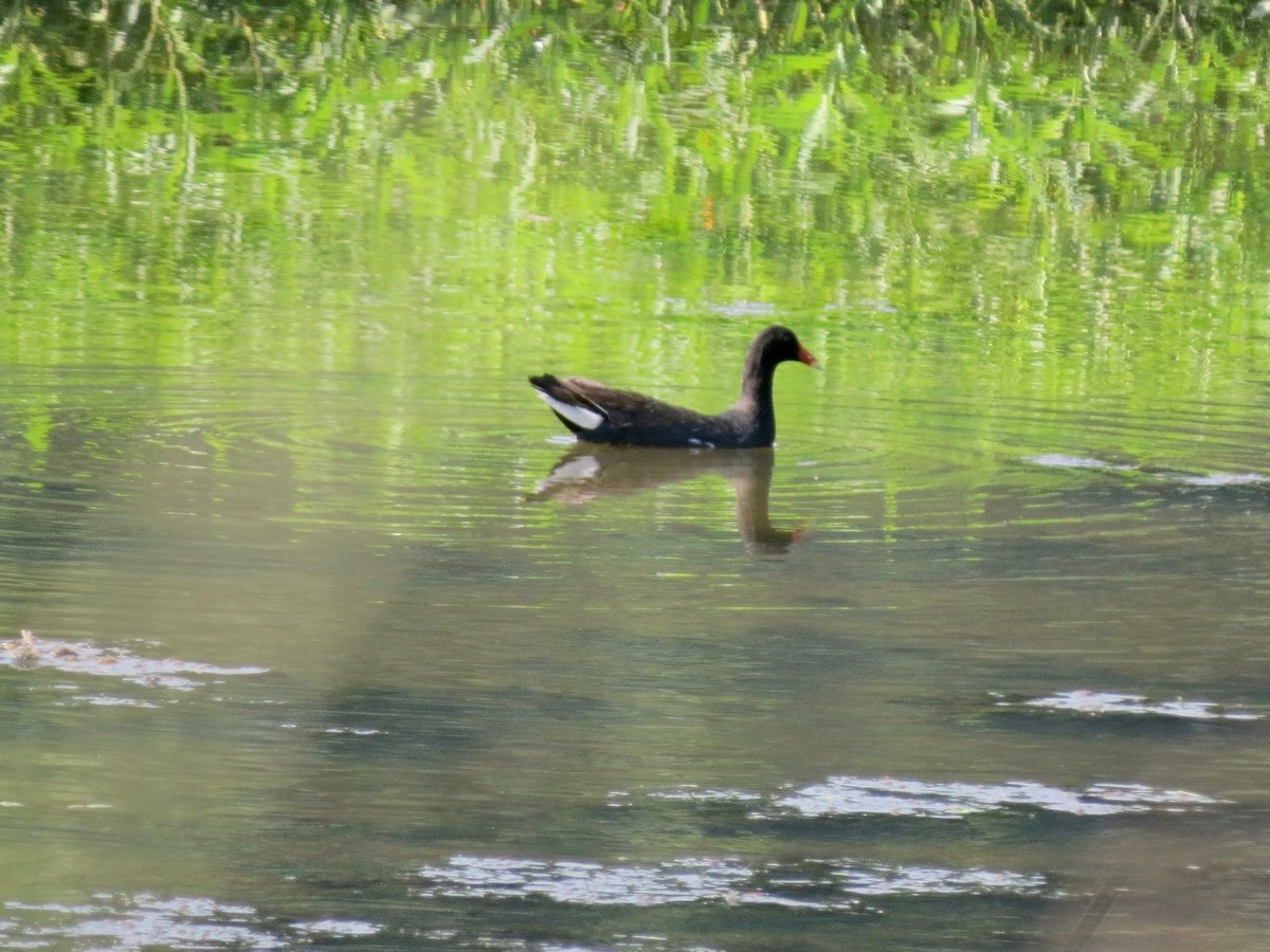 Common Gallinule - ML639335891