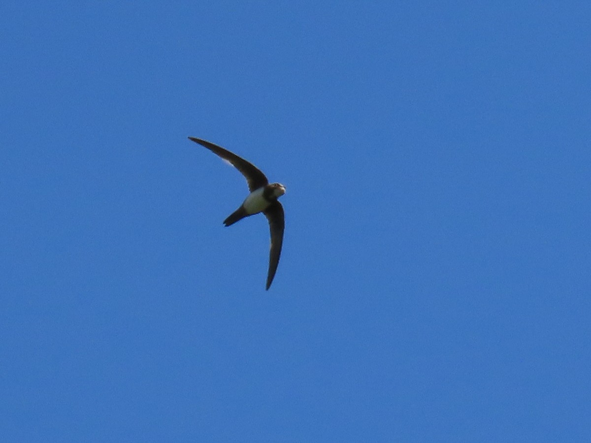 Alpine Swift - ML639335939
