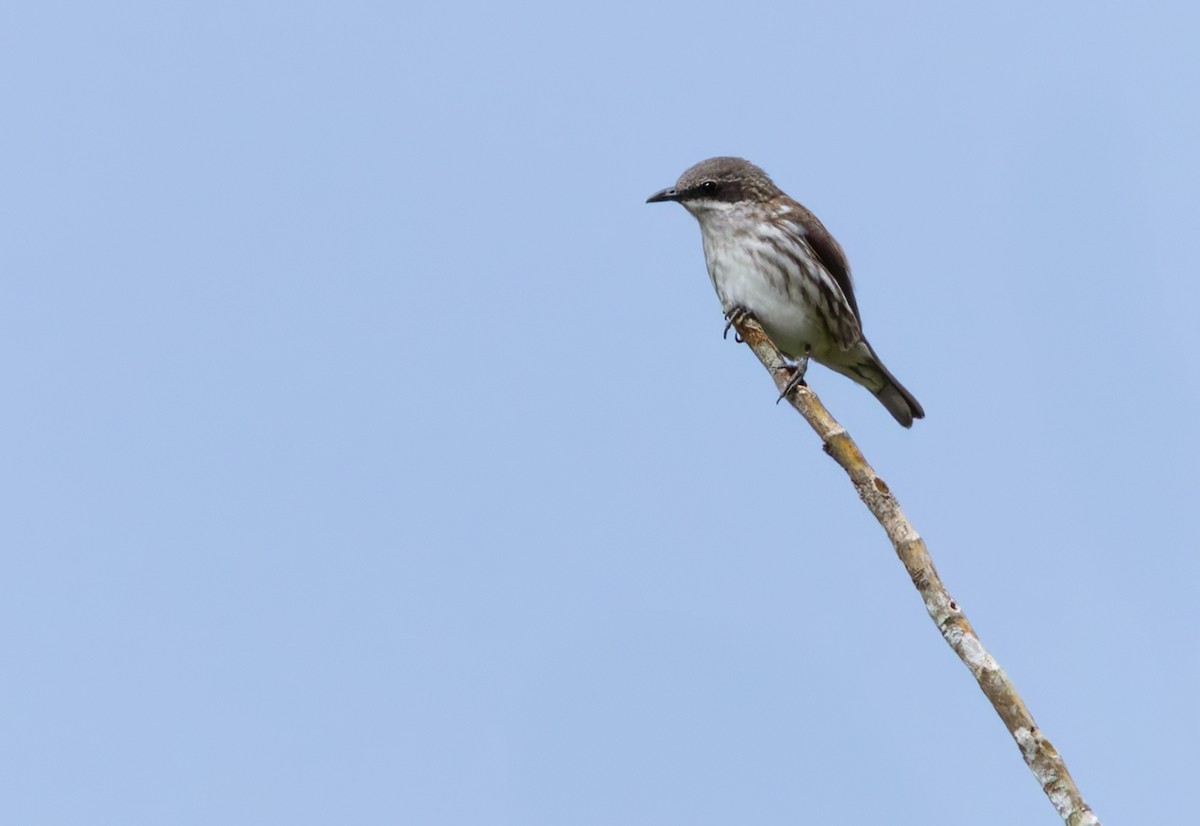 Stripe-breasted Rhabdornis - ML639335969