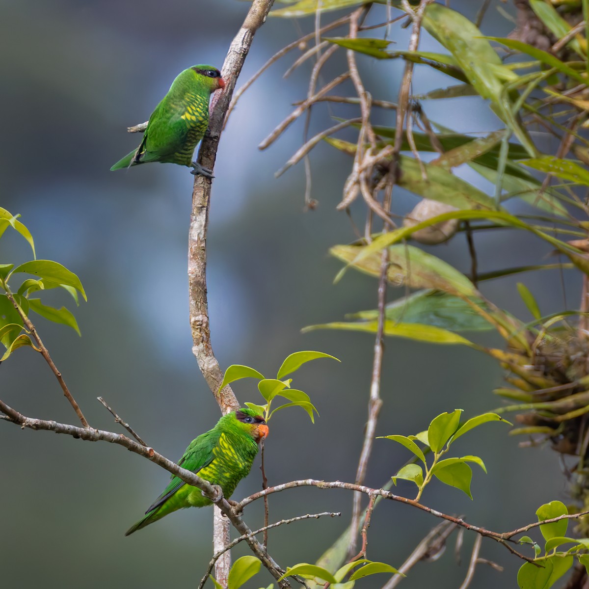 Mindanao Lorikeet - ML639335988