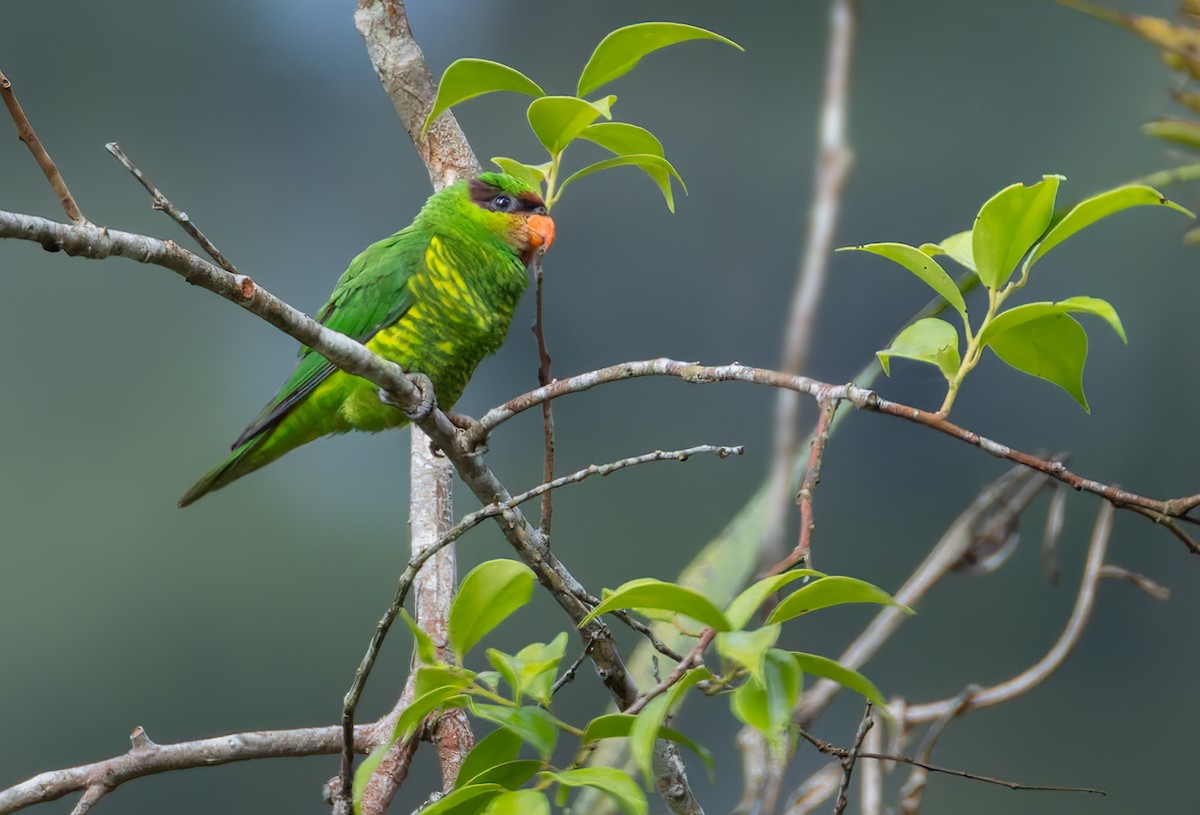 Mindanao Lorikeet - ML639335989