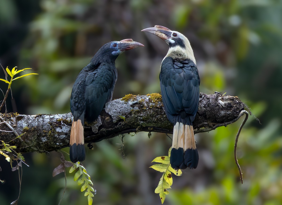 Mindanao Hornbill - ML639335993