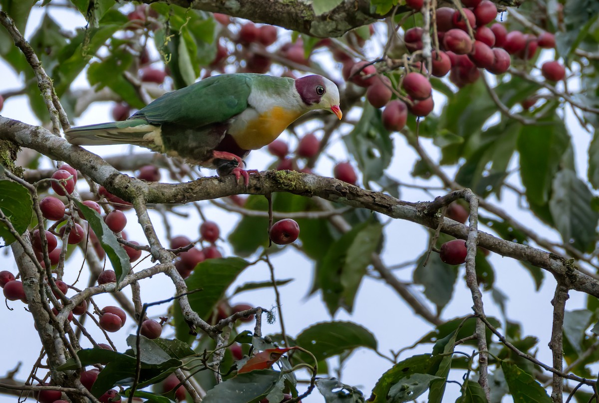 Yellow-breasted Fruit-Dove - ML639335999