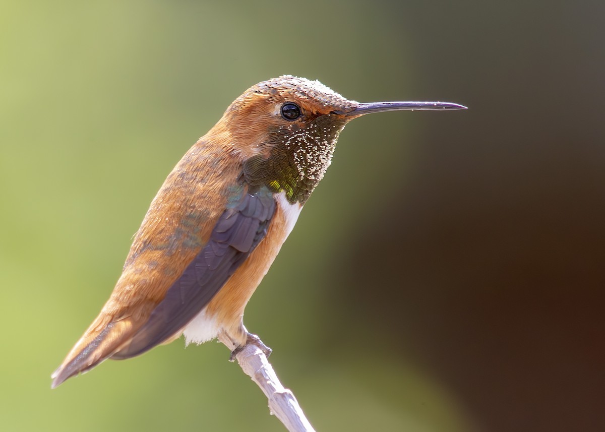 Rufous Hummingbird - ML639336033
