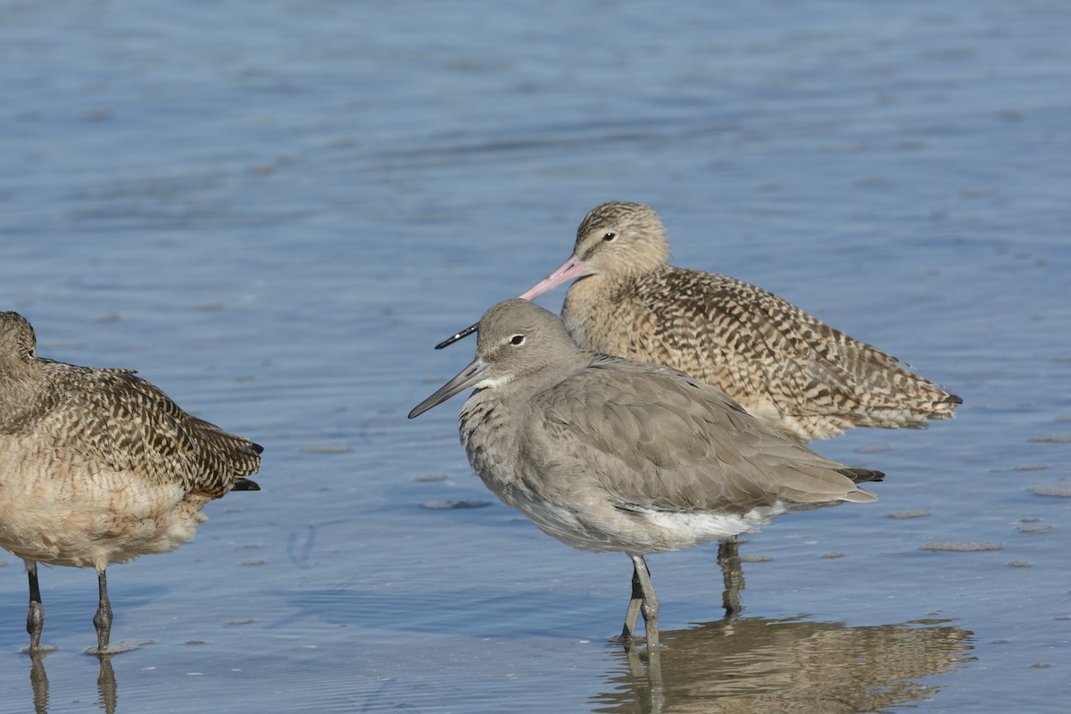 Willet - ML639336078