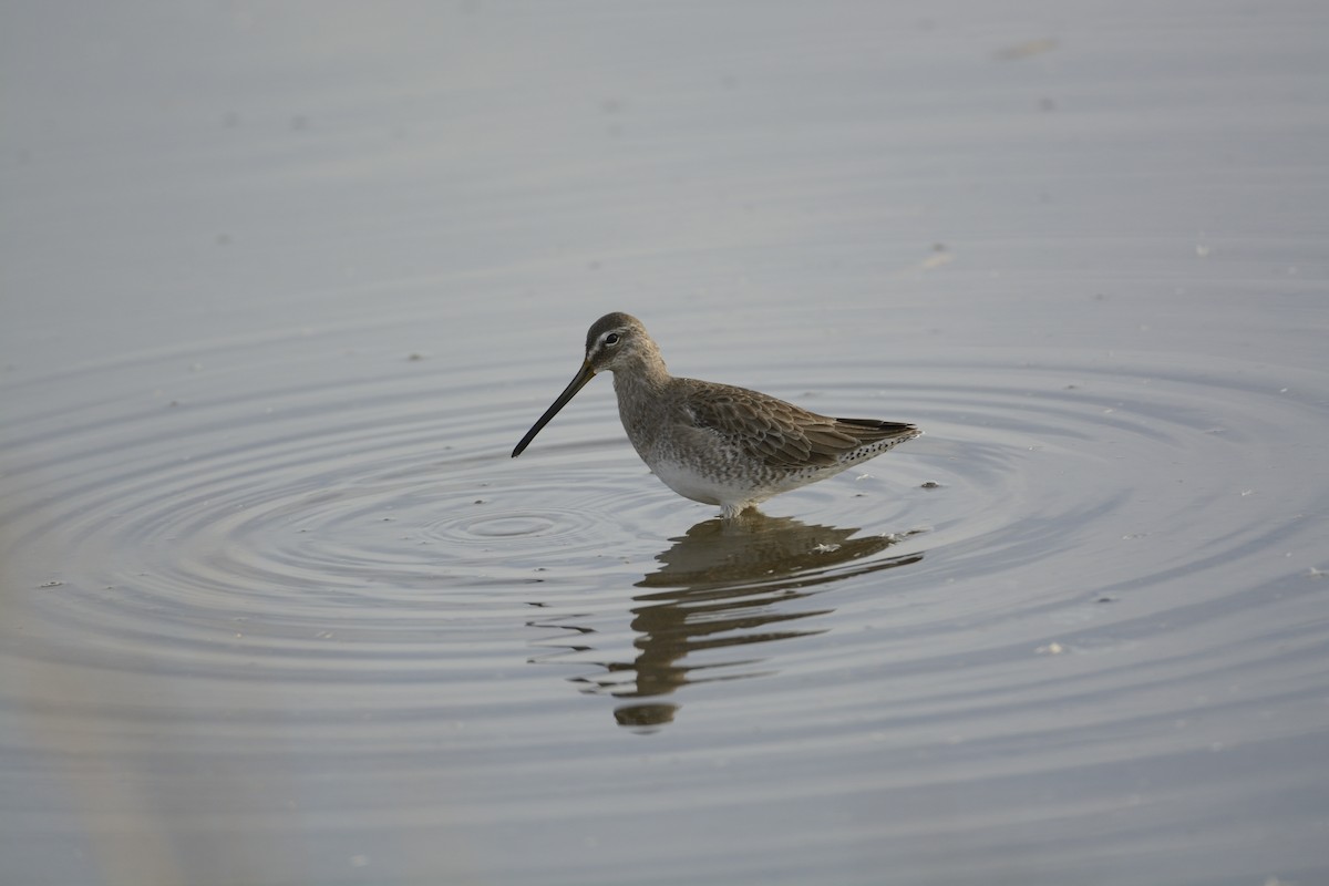 Long-billed Dowitcher - ML639336112