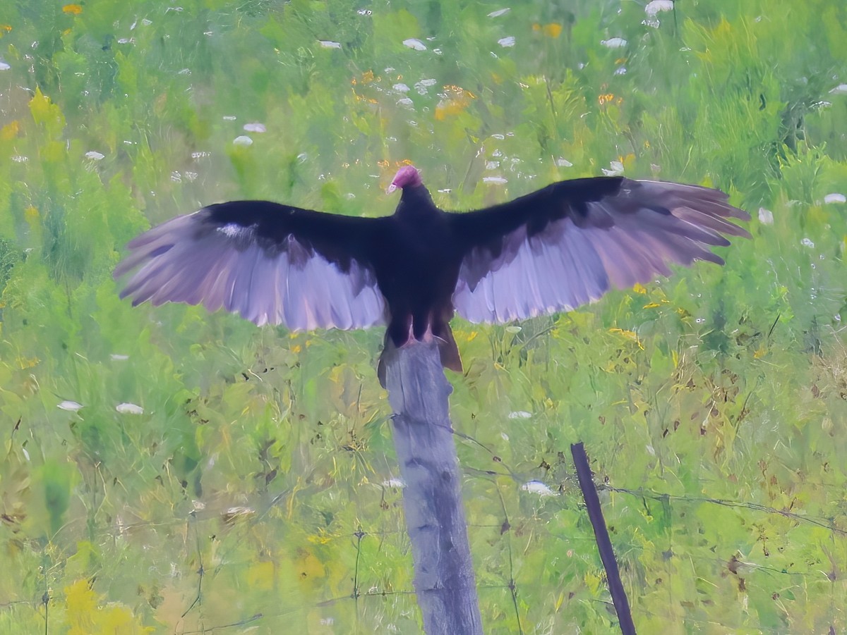 Turkey Vulture - ML639336147