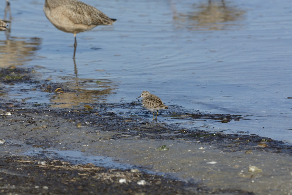 Least Sandpiper - ML639336165
