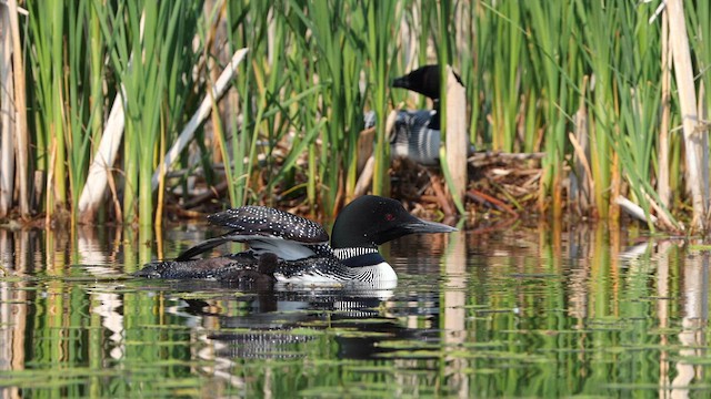 Plongeon huard - ML639336167
