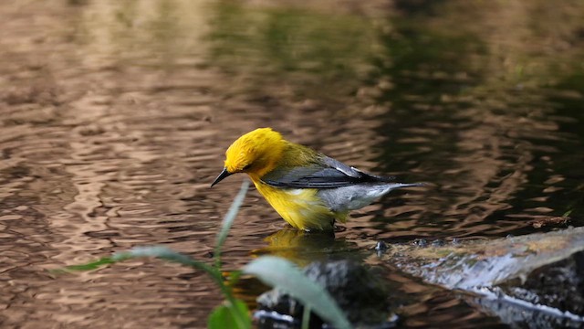 Prothonotary Warbler - ML639336258