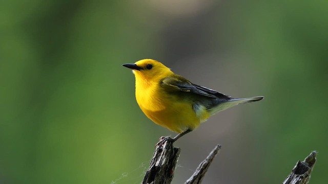 Prothonotary Warbler - ML639336259