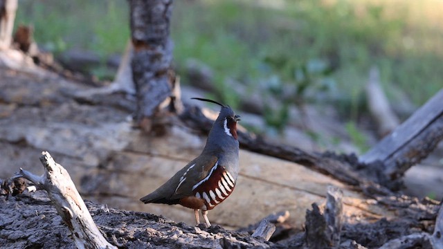 Mountain Quail - ML639336268