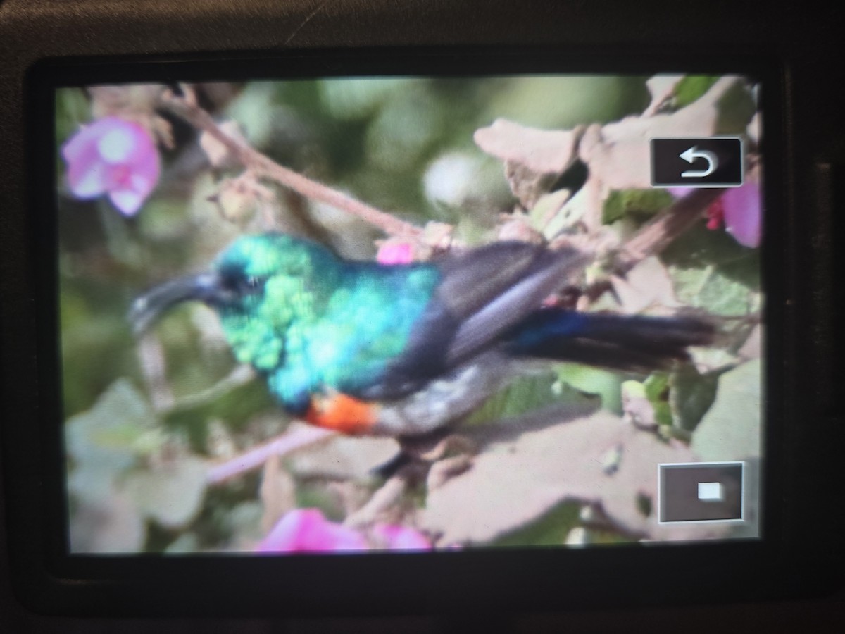 Eastern Double-collared Sunbird - ML639336292