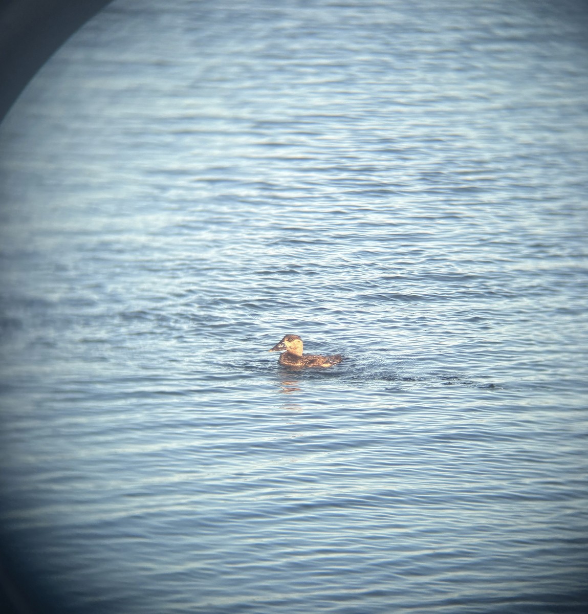 Surf Scoter - ML639336348