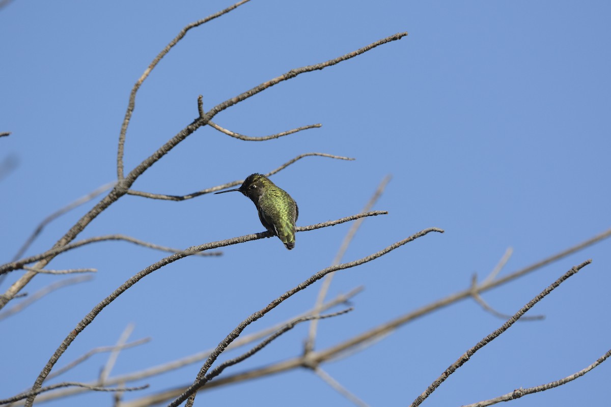 Costa's Hummingbird - ML639336460
