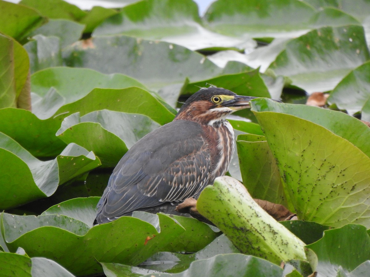 Green Heron - ML639336528