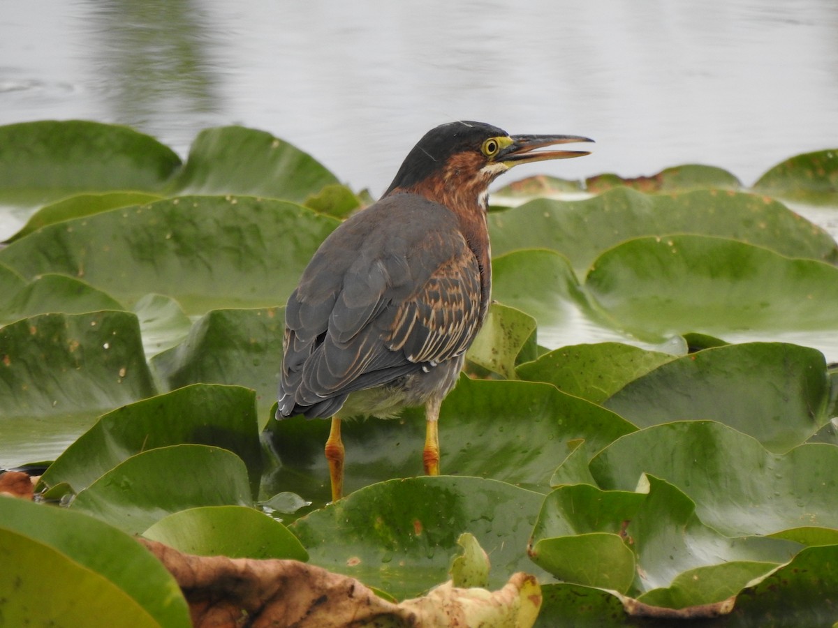 Green Heron - ML639336529