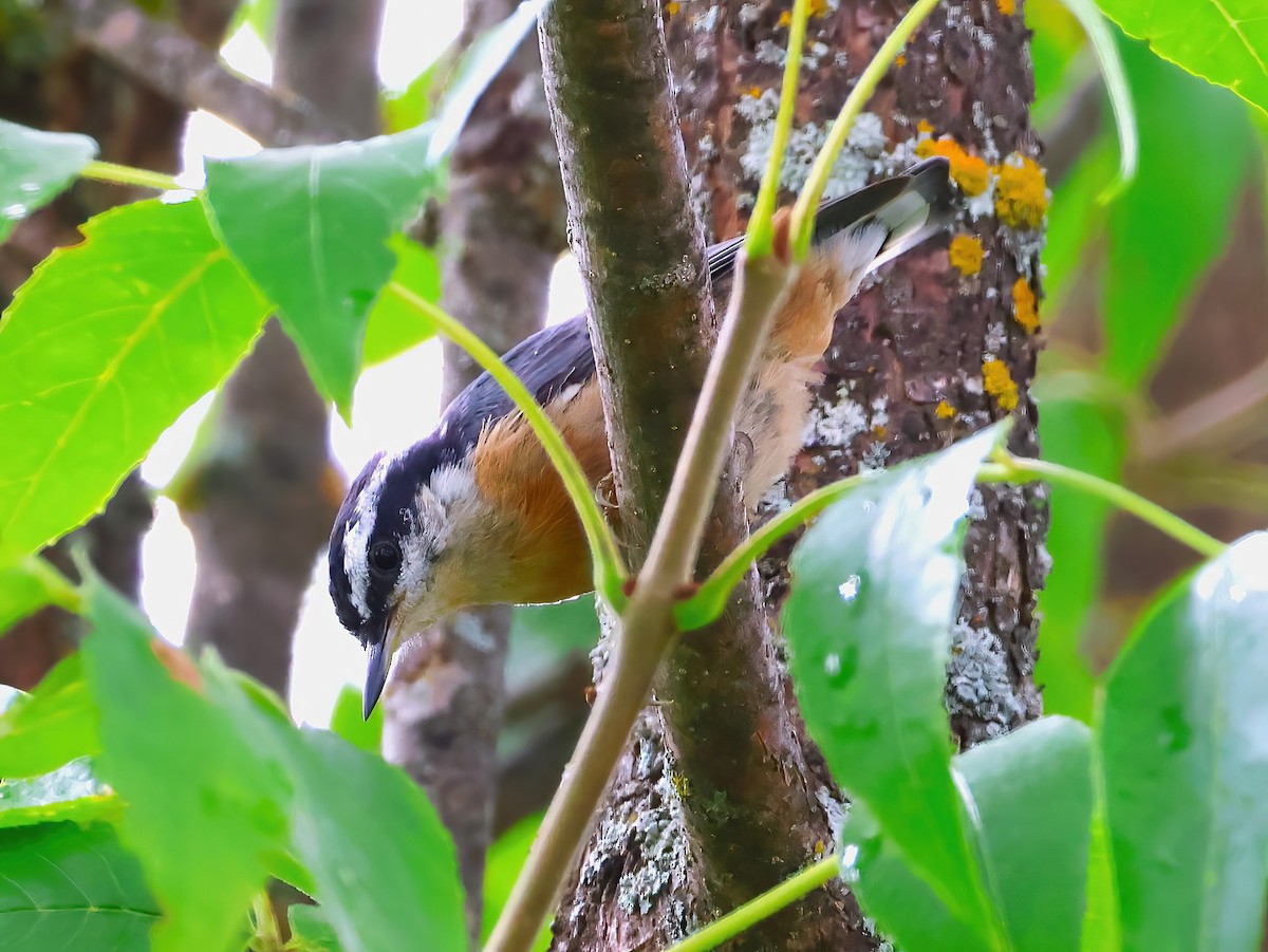 Red-breasted Nuthatch - ML639336535