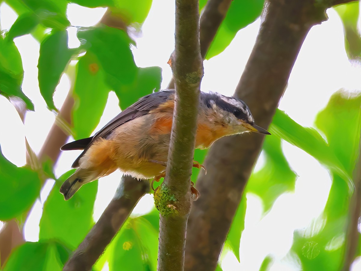 Red-breasted Nuthatch - ML639336536