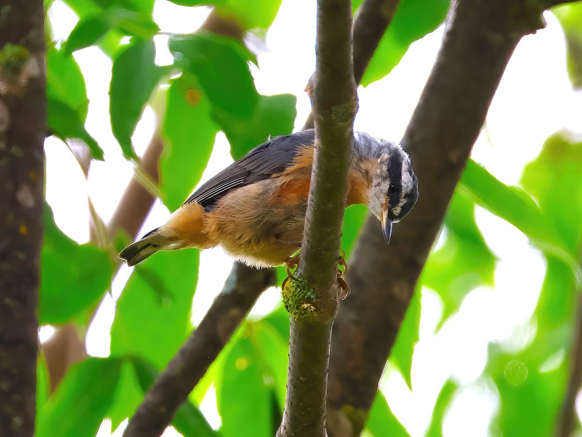 Red-breasted Nuthatch - ML639336537