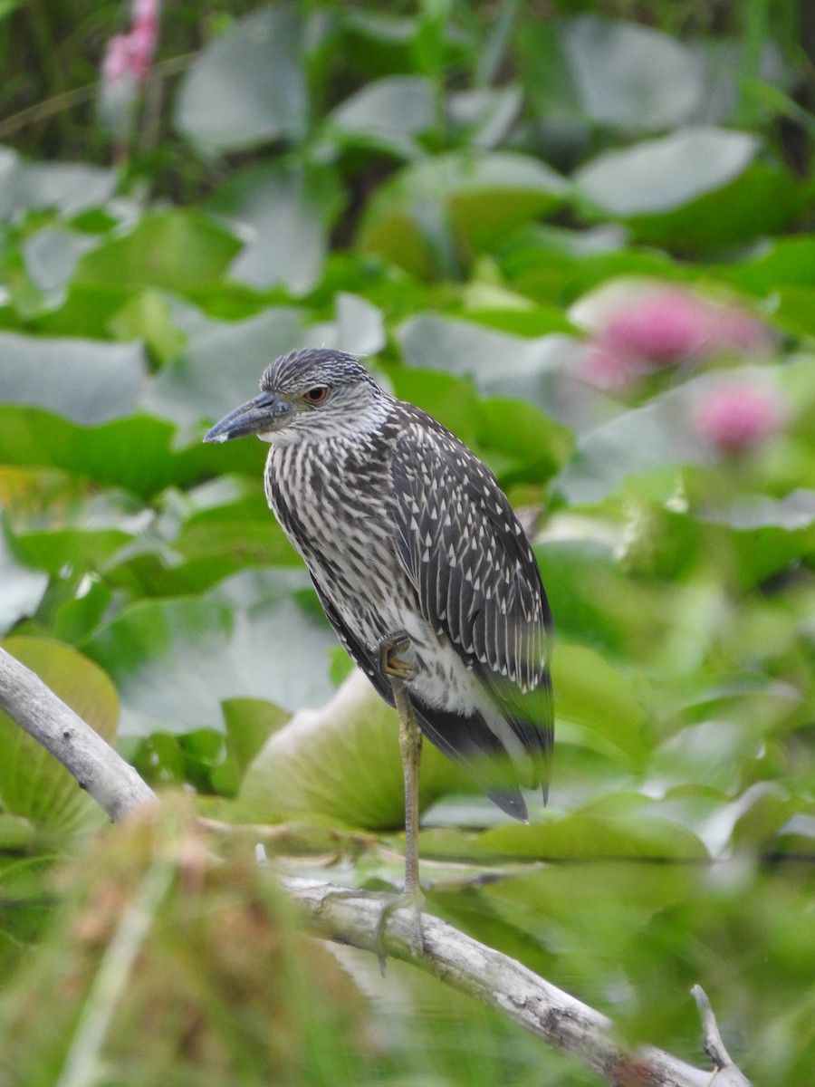 Yellow-crowned Night Heron - ML639336550