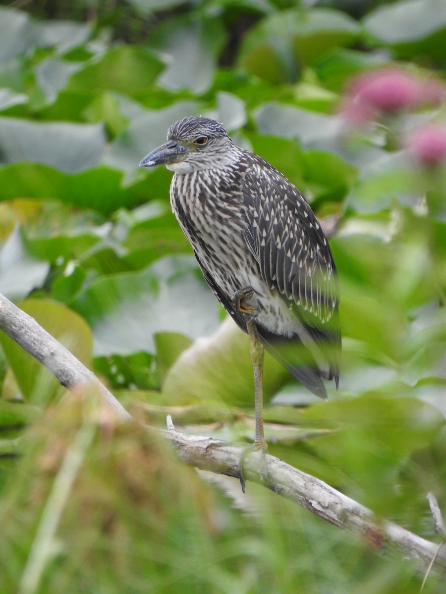 Yellow-crowned Night Heron - ML639336551