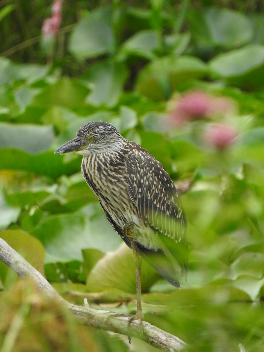 Yellow-crowned Night Heron - ML639336552