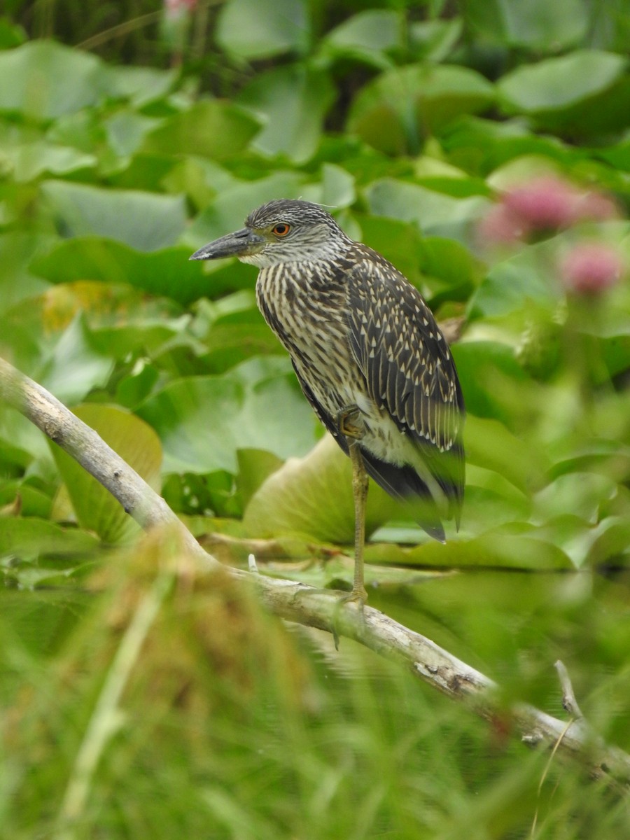 Yellow-crowned Night Heron - ML639336555
