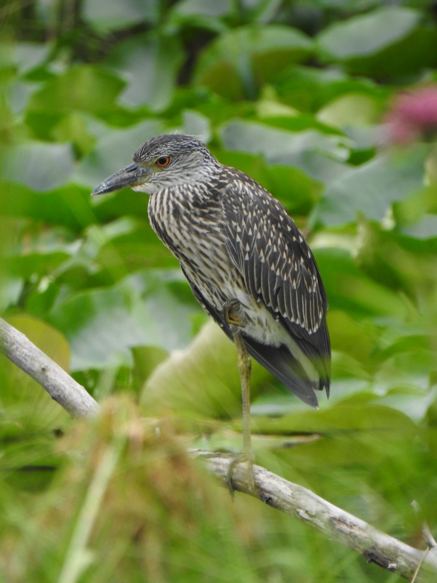 Yellow-crowned Night Heron - ML639336556