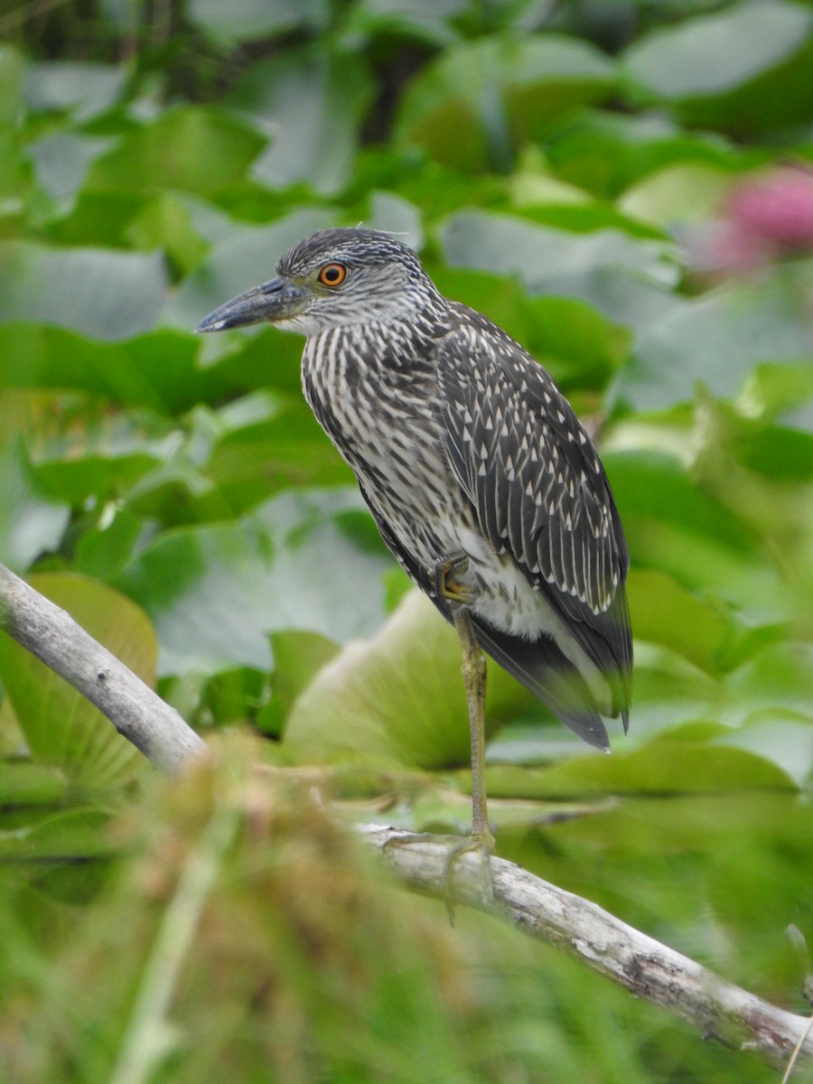 Yellow-crowned Night Heron - ML639336557