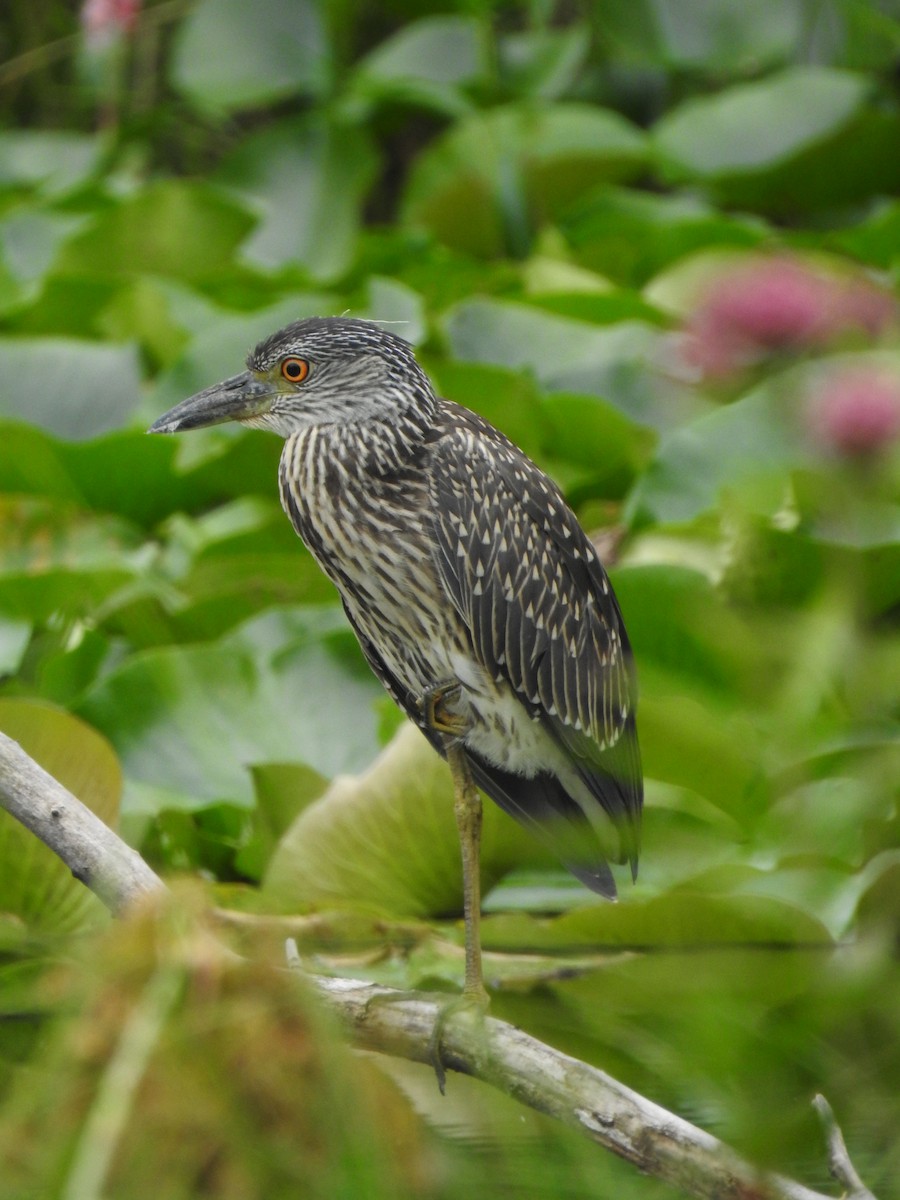 Yellow-crowned Night Heron - ML639336558