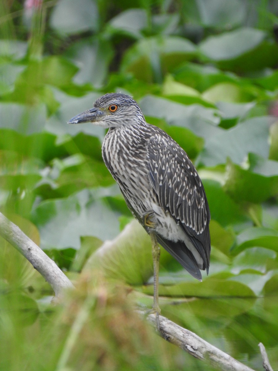 Yellow-crowned Night Heron - ML639336559