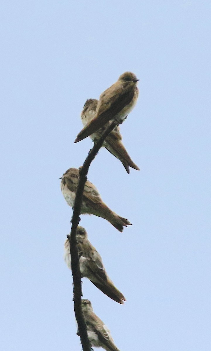 Northern Rough-winged Swallow - ML639336569