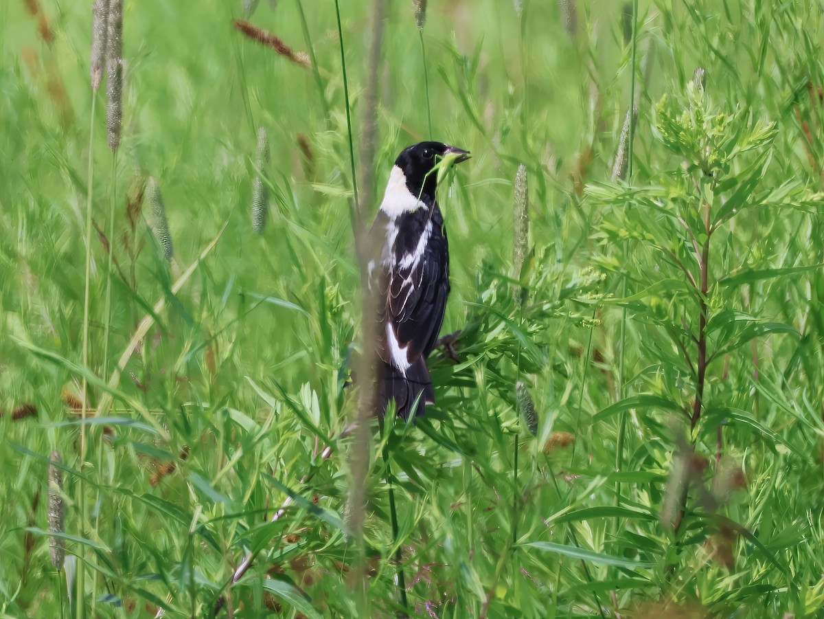 Bobolink - ML639336627