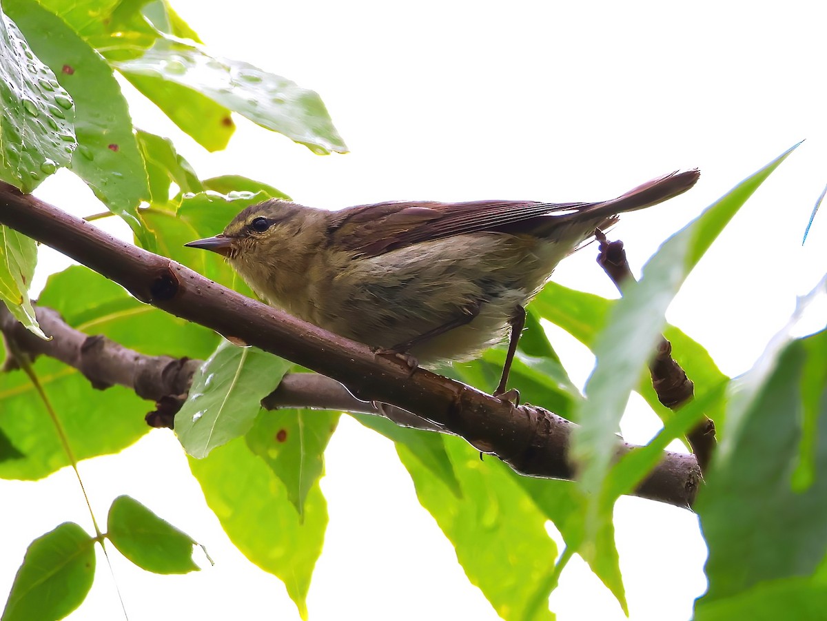 Tennessee Warbler - ML639336692