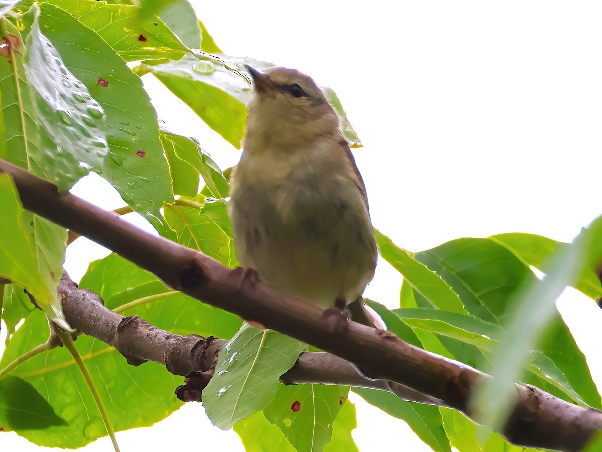 Tennessee Warbler - ML639336693