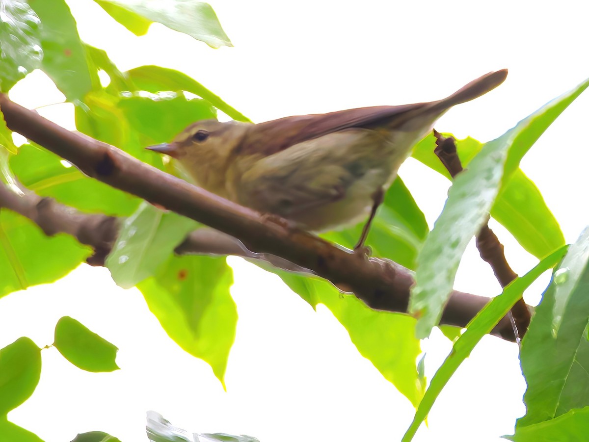 Tennessee Warbler - ML639336694