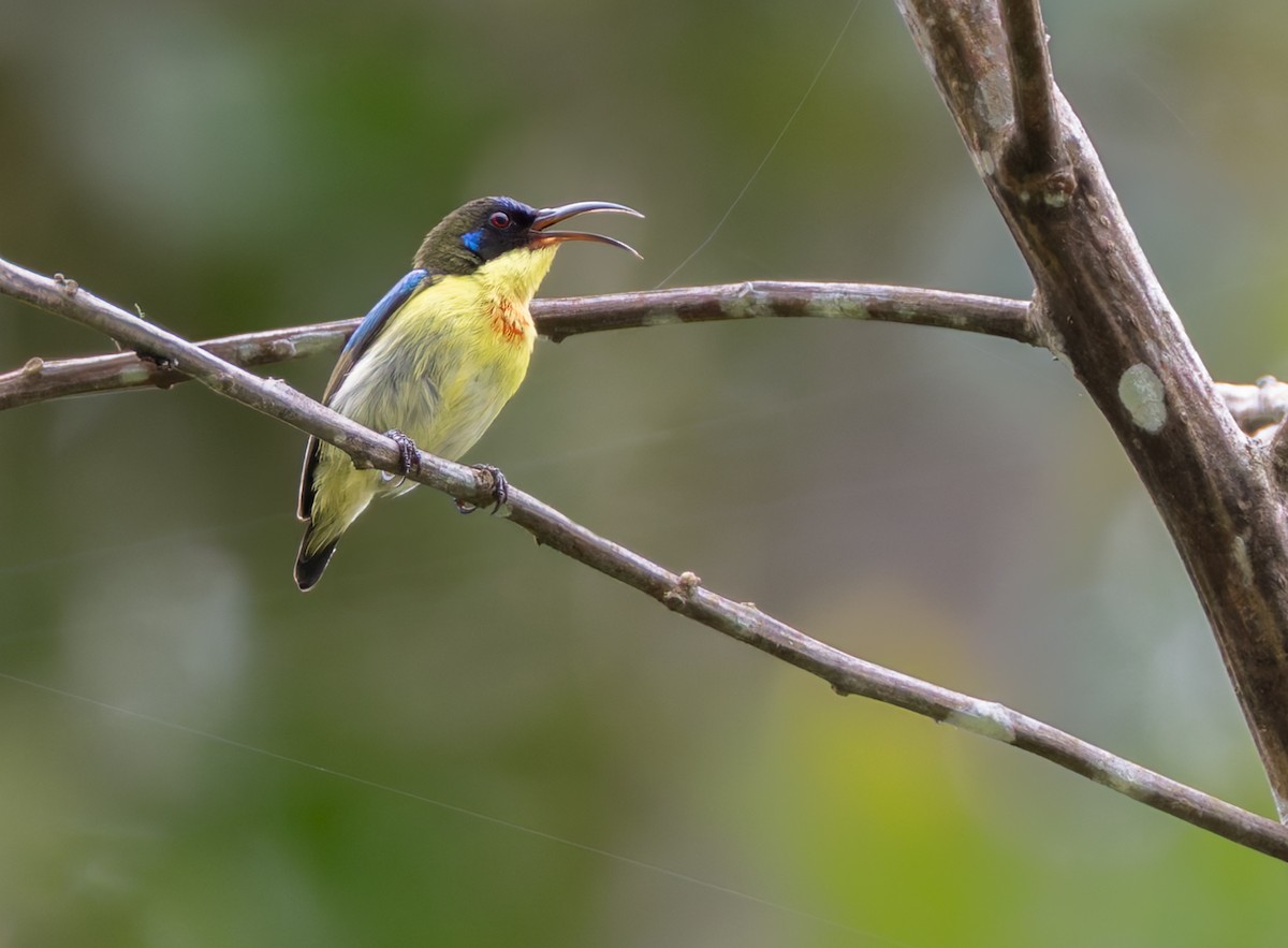 Metallic-winged Sunbird (Southern) - ML639336706