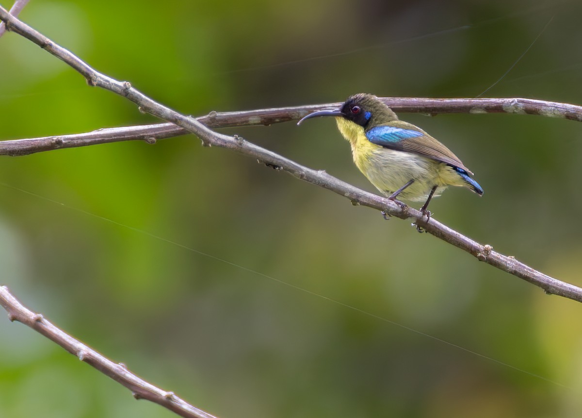 Metallic-winged Sunbird (Southern) - ML639336707