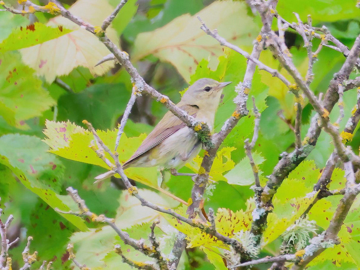 Tennessee Warbler - ML639336744