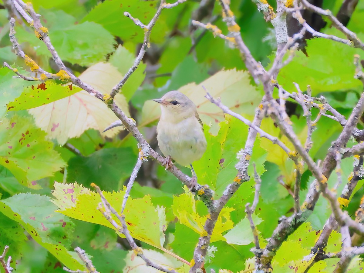 Tennessee Warbler - ML639336745