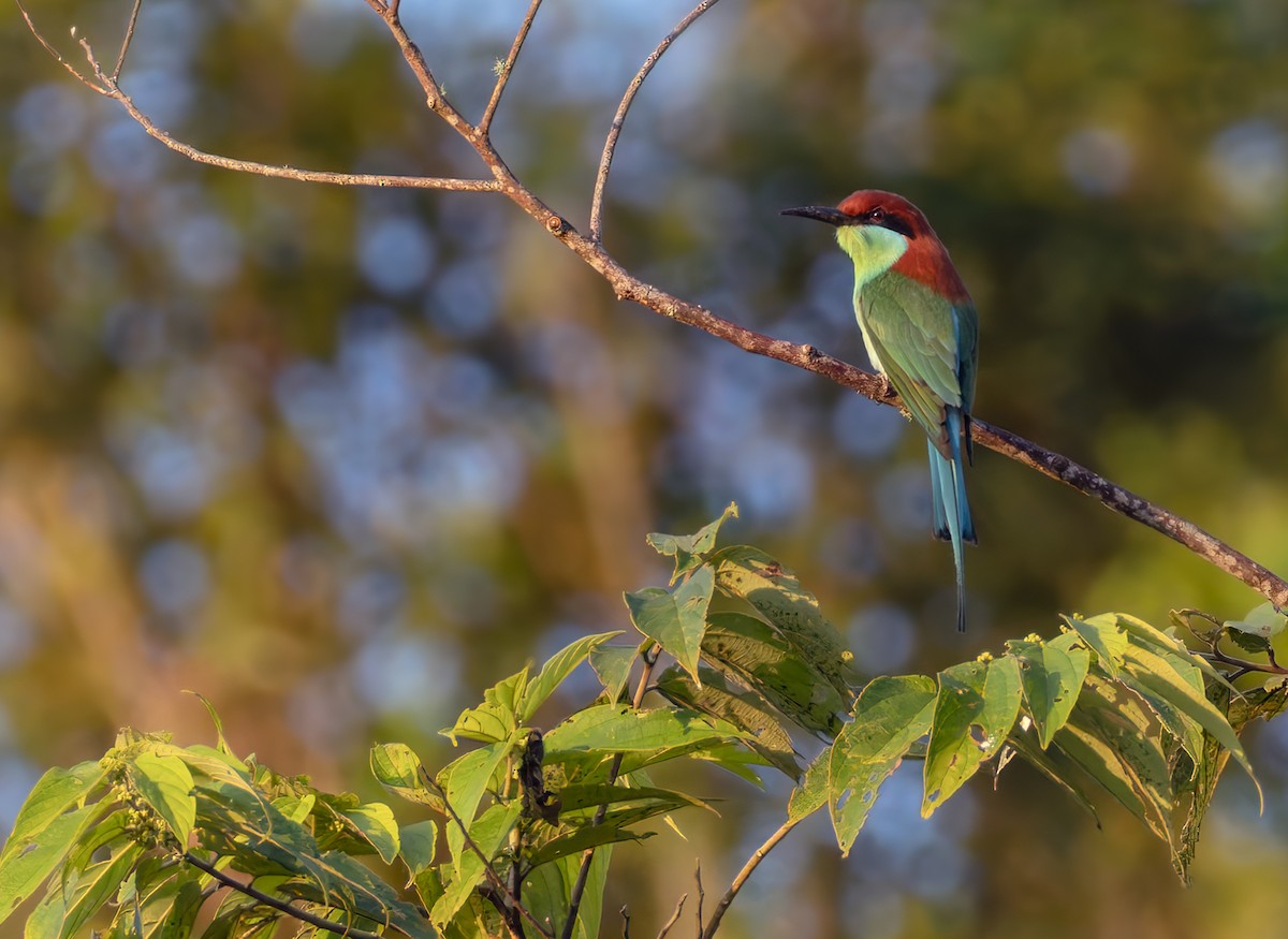 Rufous-crowned Bee-eater - ML639336757