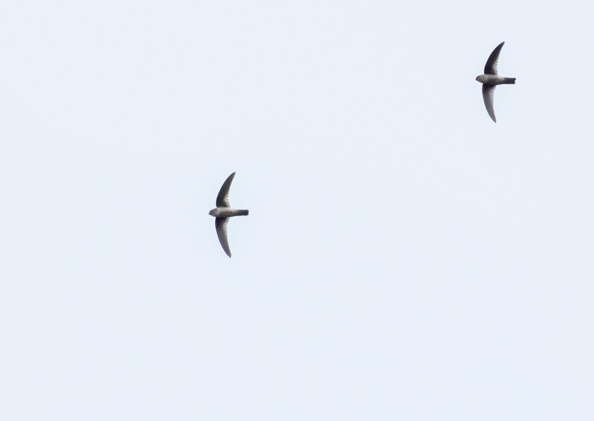 Philippine Swiftlet - ML639336758