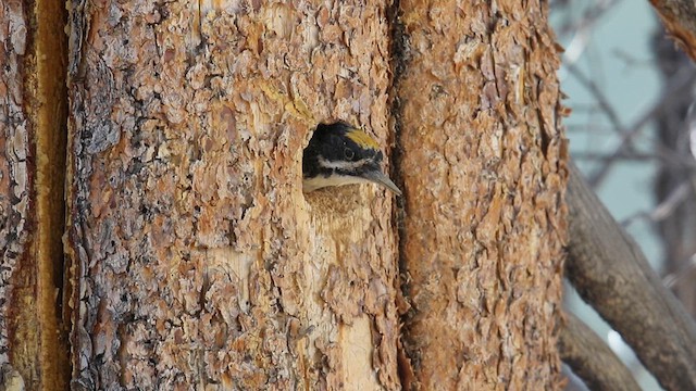 Black-backed Woodpecker - ML639336785