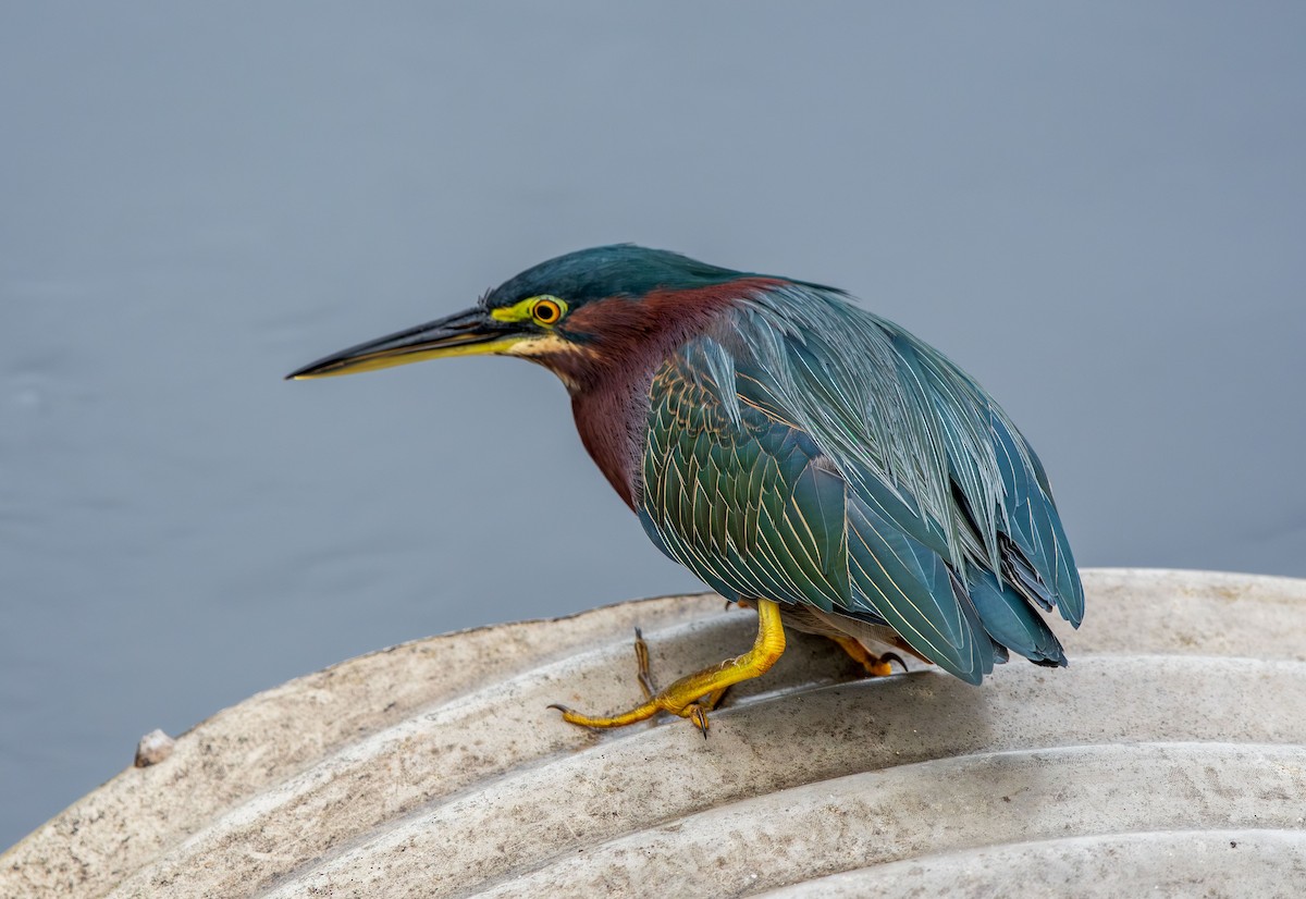 Green Heron - ML639336827