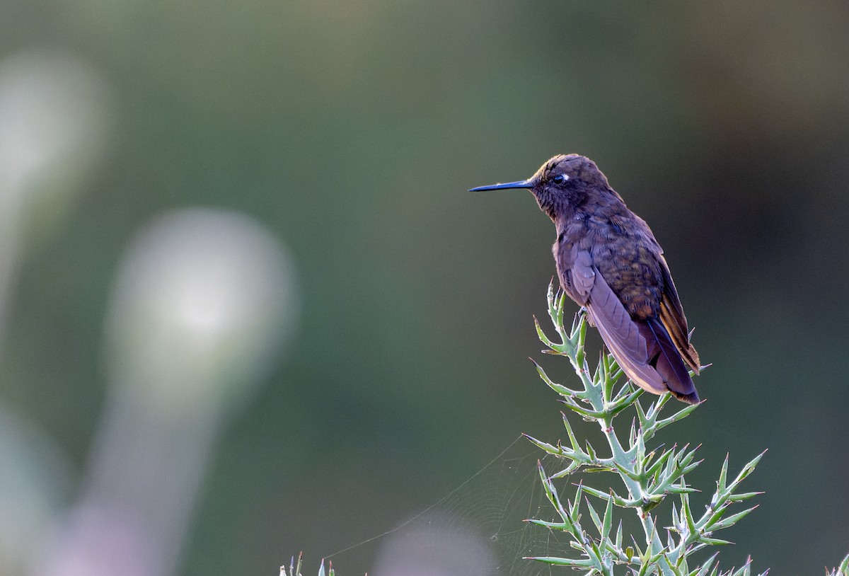 Schwarzbauch-Glanzschwänzchen - ML639336867