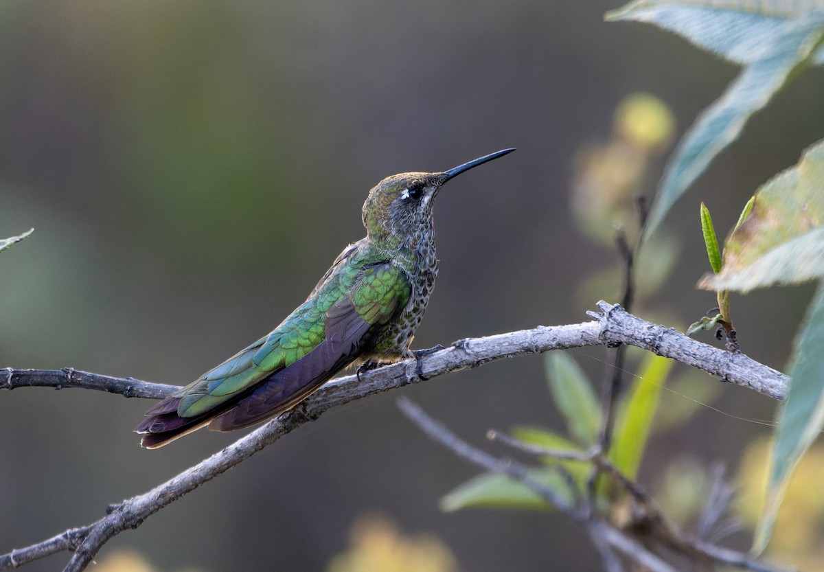 Bronze-tailed Comet - ML639336879