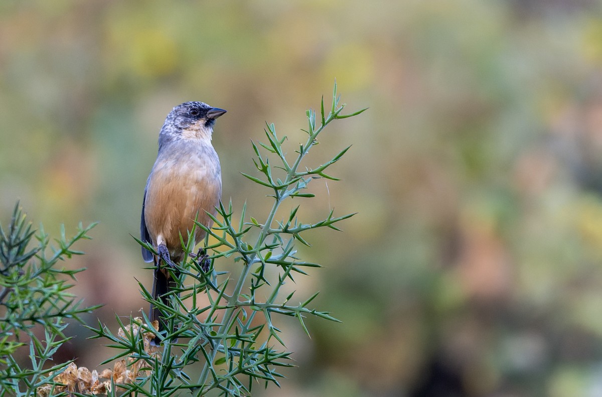 Rostbauch-Buschammer - ML639336896