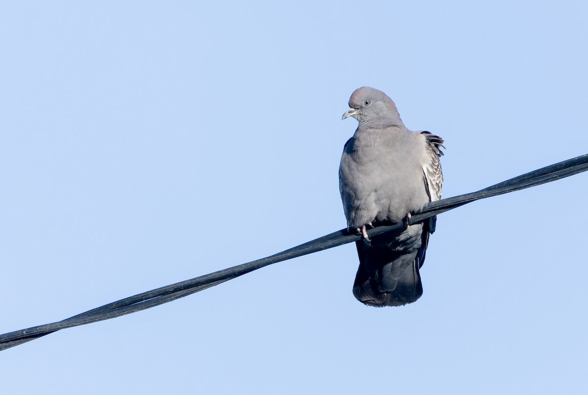 Fleckentaube - ML639336898